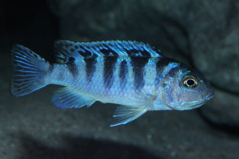 Maylandia lombardoi 'Nkhomo Reef'